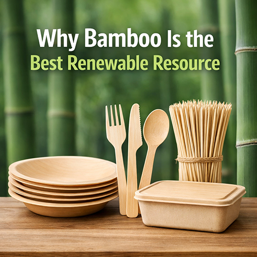 Why Bamboo Is One of the Fastest Renewable Materials on Earth